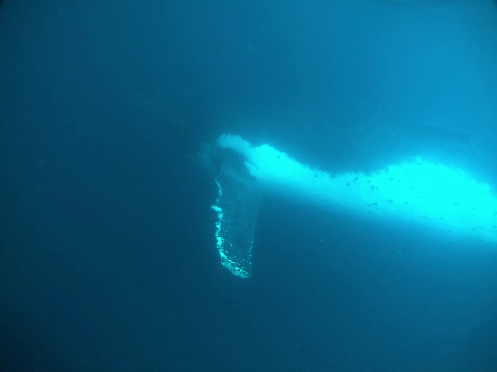 Ballena jorobada bajo el agua en Gorgona, con su aleta pectoral blanca extendida