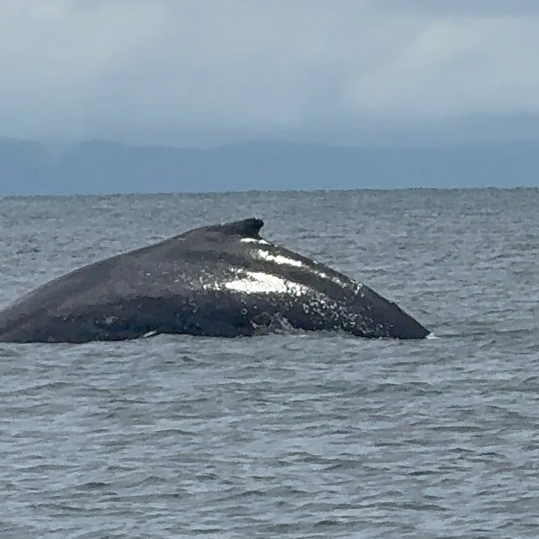 Ballena jorobada asomando el lomo en el Pacífico colombiano, cerca de Bahía Solano