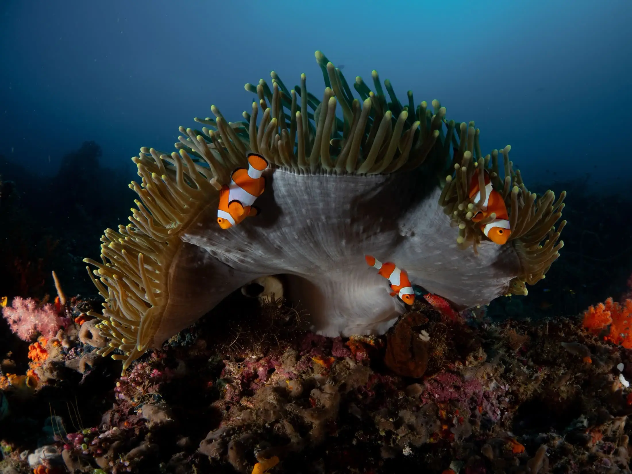 Tres peces payaso asoman entre los tentáculos de su anémona en el arrecife