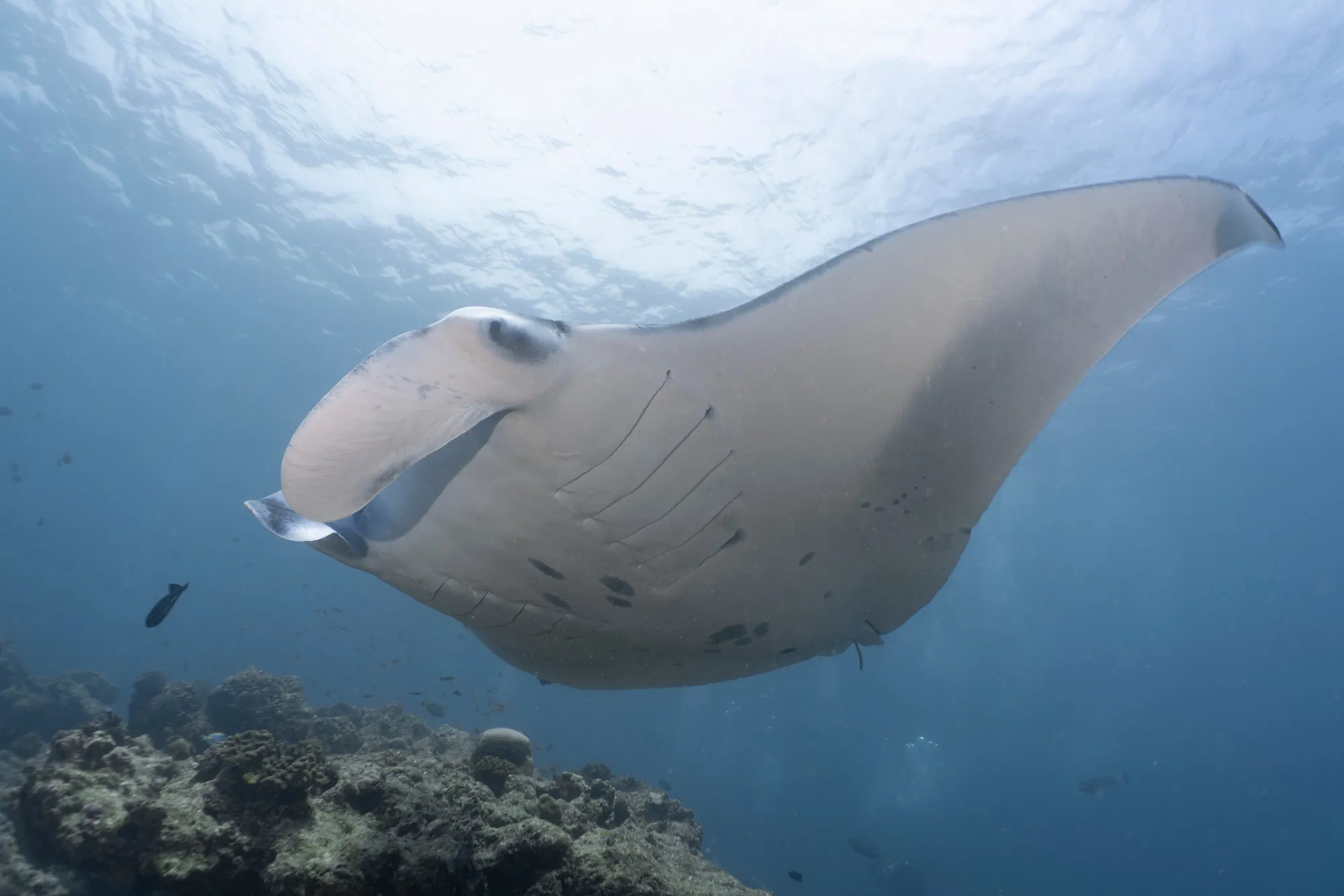 Manta de arrecife vista desde abajo, nadando sobre el arrecife en Maldivas