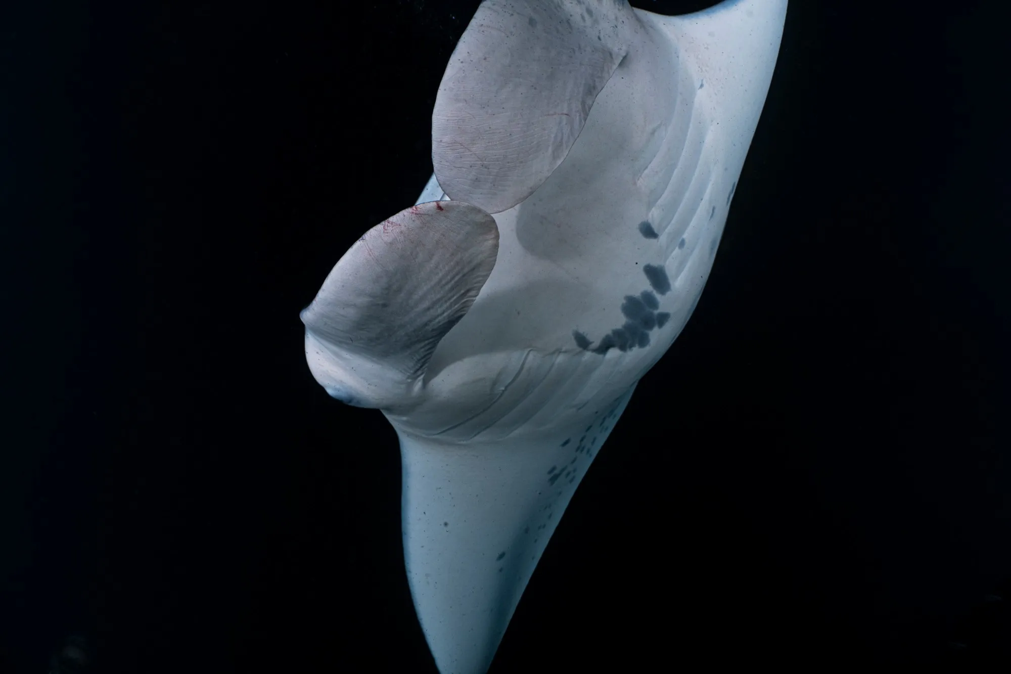 Panza de una manta de arrecife de noche, con sus branquias y su patrón de manchas