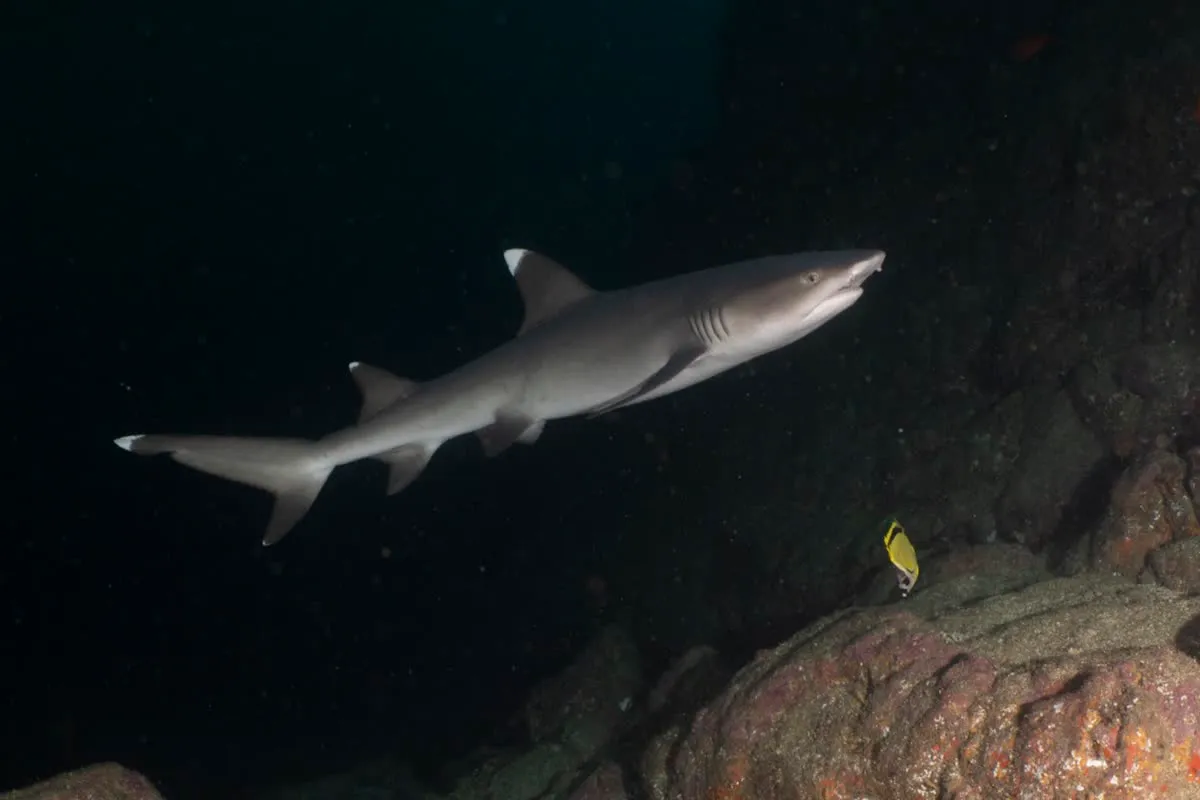 Tiburón punta blanca de arrecife nadando junto a las rocas en Gorgona
