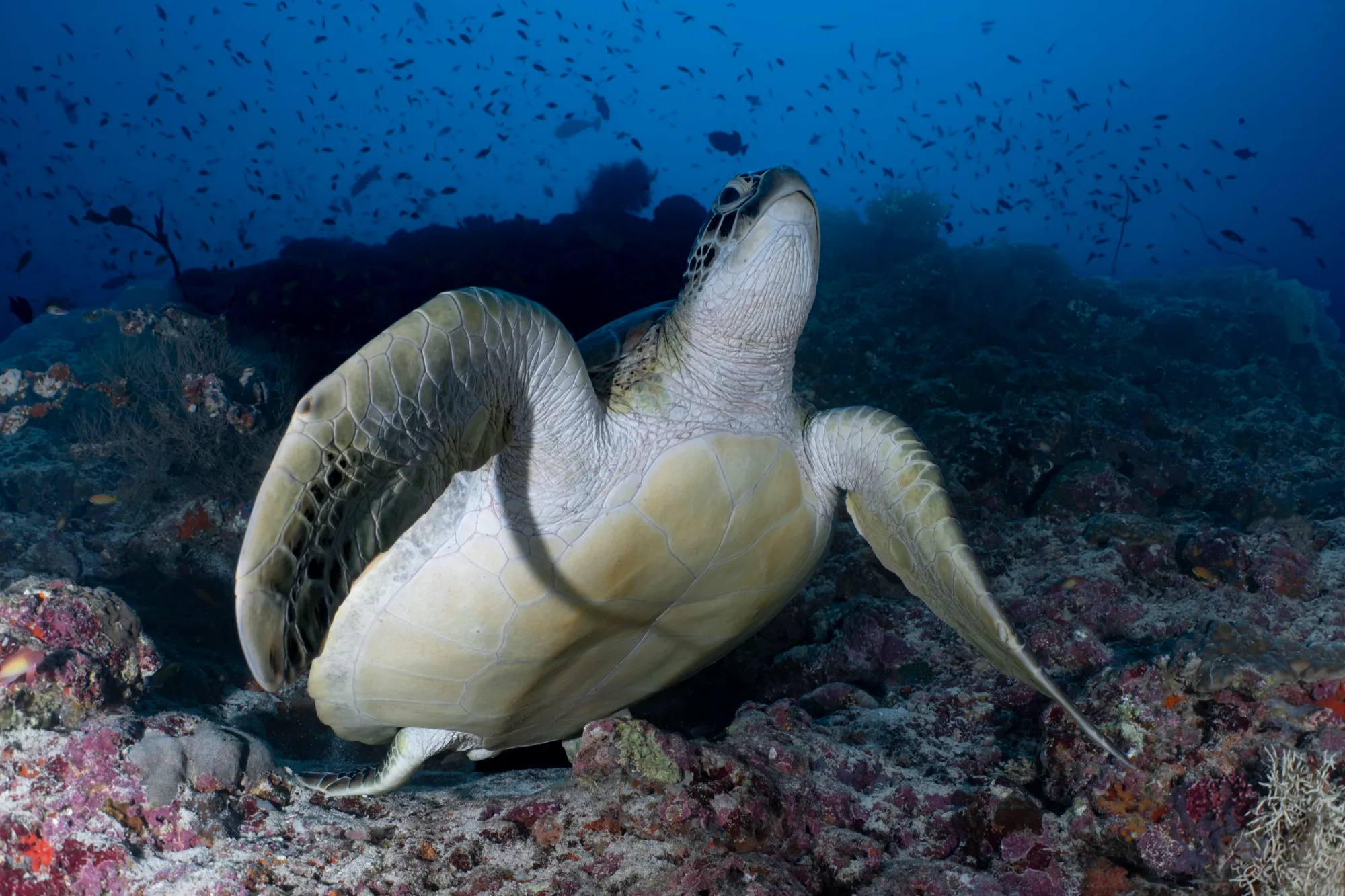 Tortuga verde apoyada en el arrecife de Maldivas, con un cardumen de peces detrás