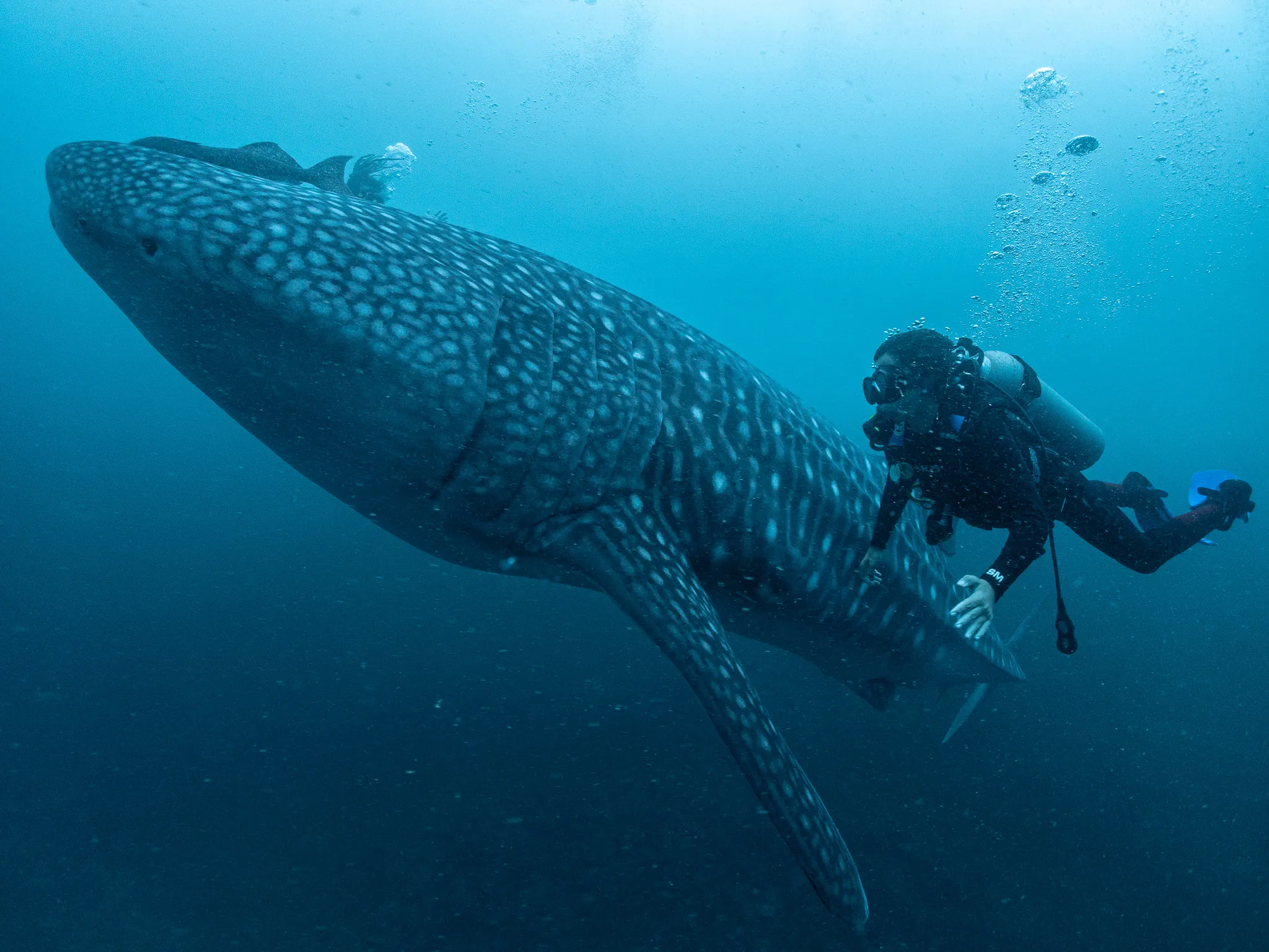 Tiburón ballena nadando junto a un buzo en Gorgona