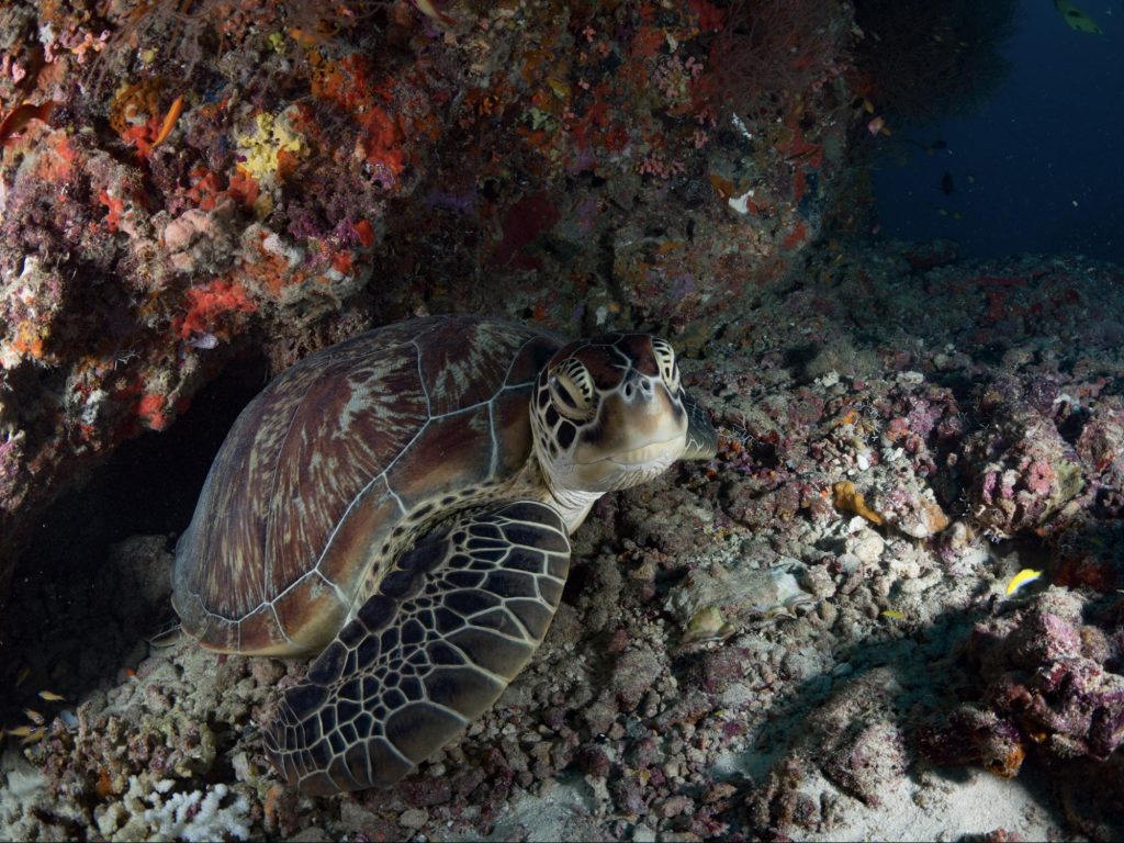 descubriendo-el-mar-¿qué-es-el-scuba-diving-?-gaiascuba